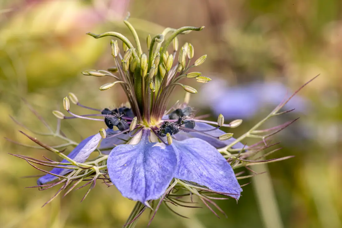 Damaszener Schwarzkümmel (Nigella damascena) [2]